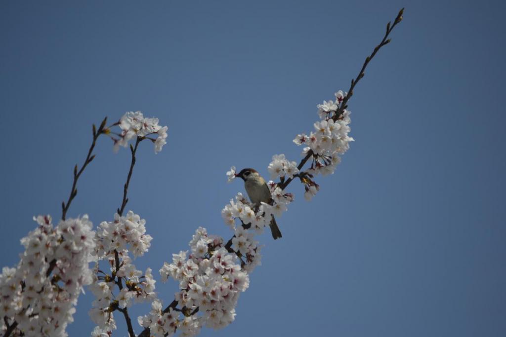 ソメイヨシノの花をくわえたスズメ