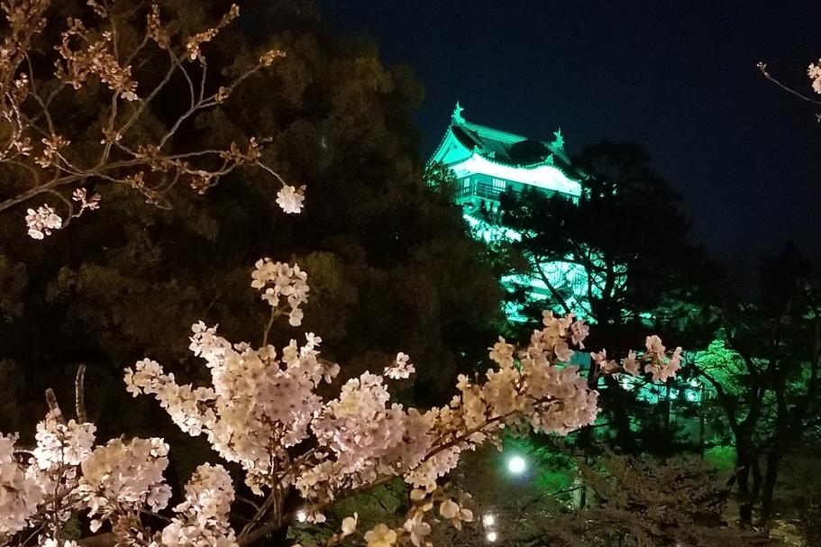 夜桜と岡崎城