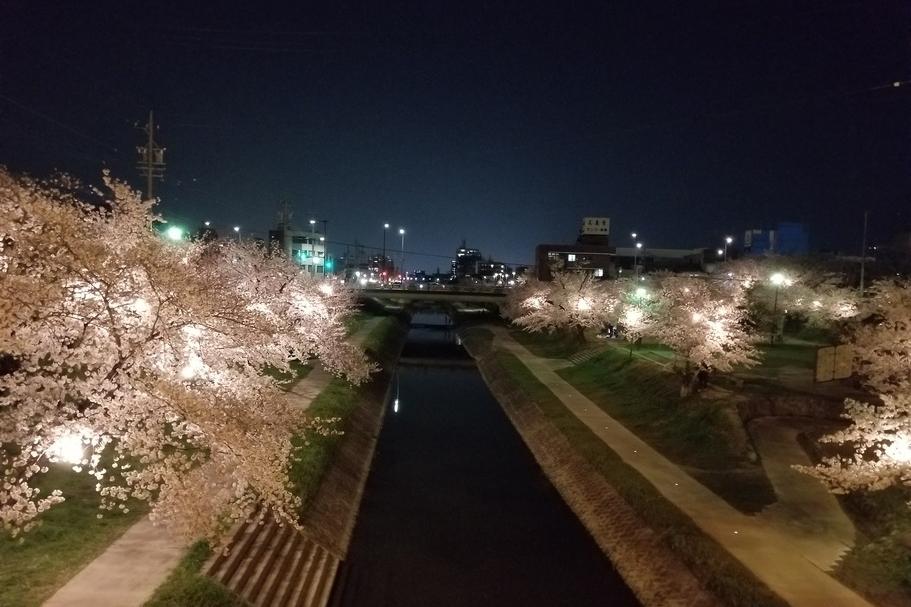 伊賀川の夜桜