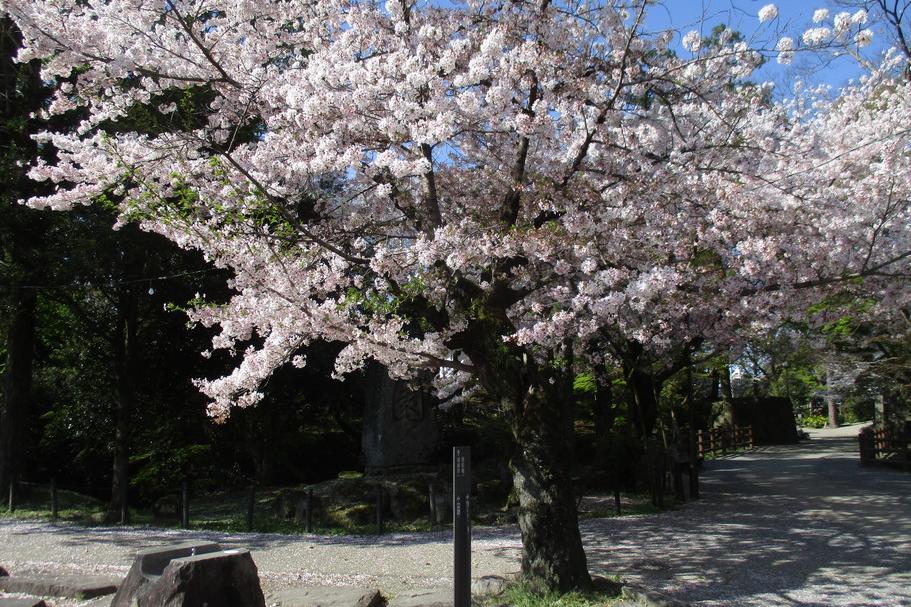 元康像近くの桜