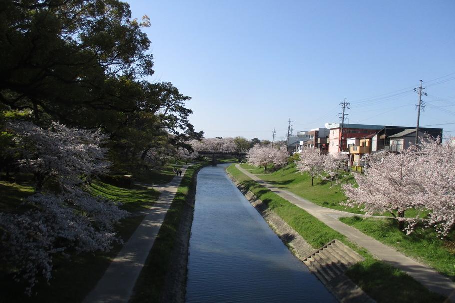 伊賀川周辺の桜