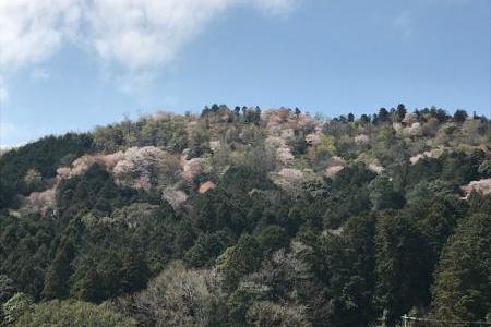 おおだの森全景（夏山町側）