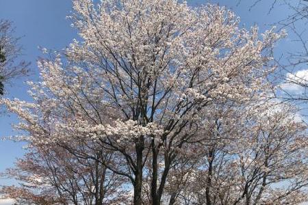 登山道の満開の桜