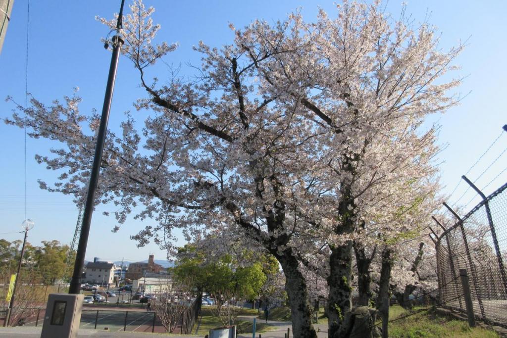 染井吉野　全体