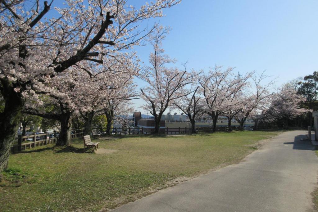 染井吉野　全体