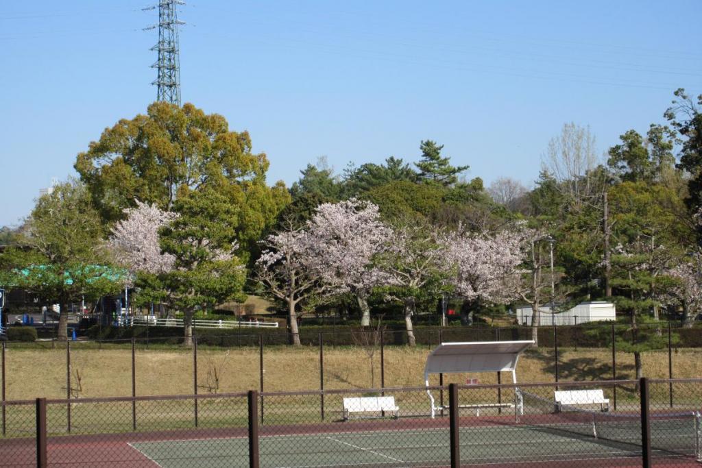染井吉野　全体