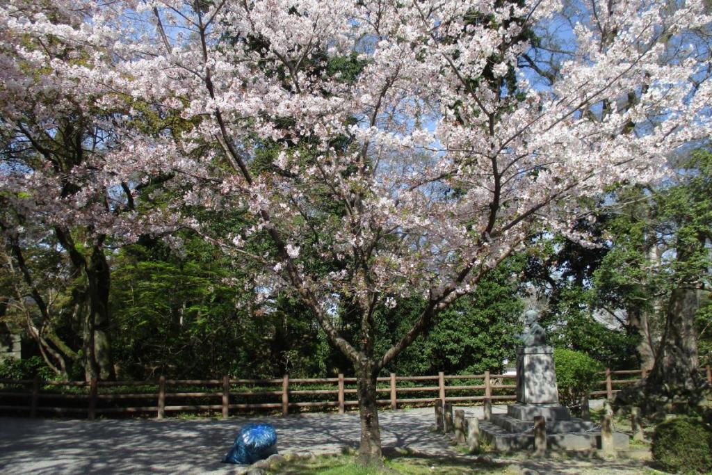 元康像近くの桜