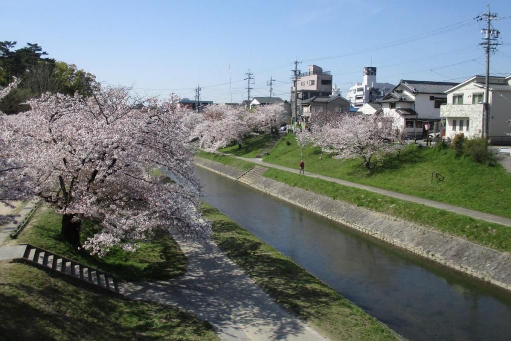 伊賀川の桜