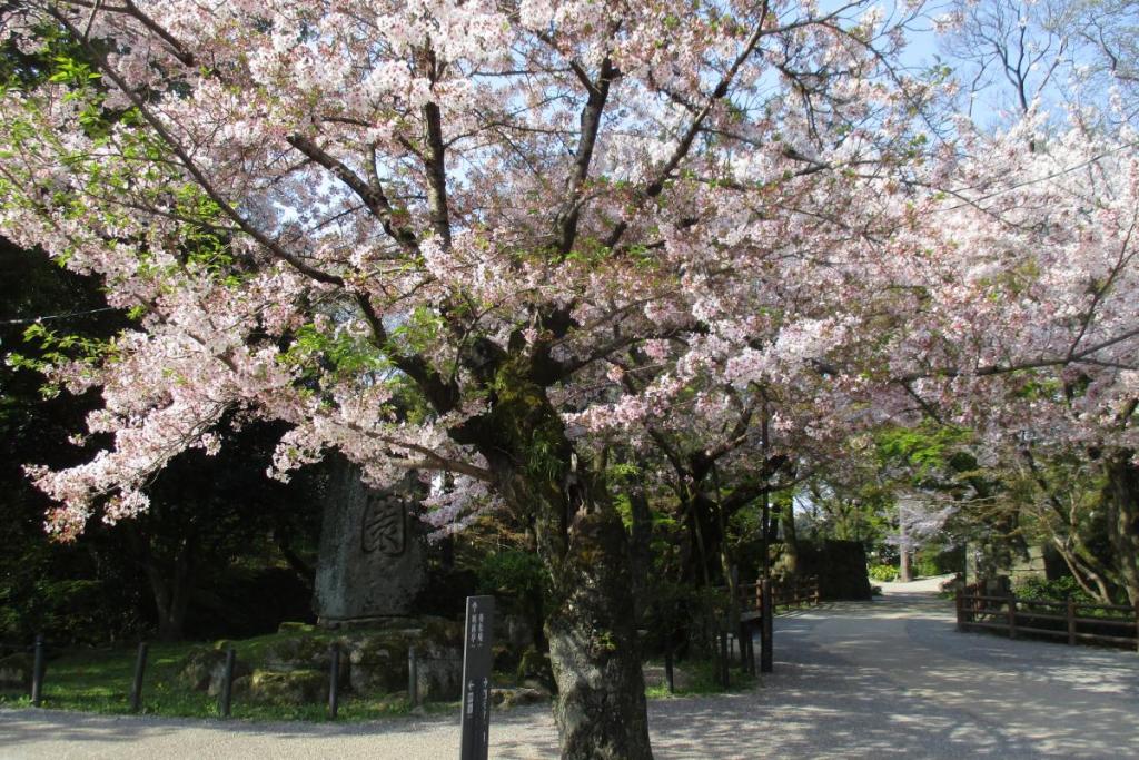 元康像近くの桜