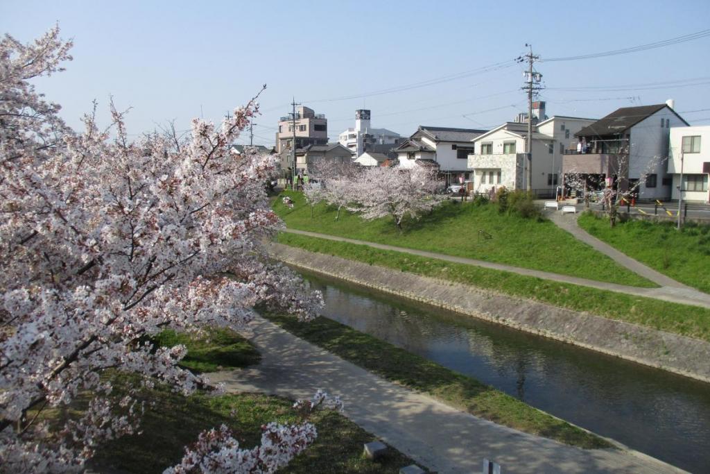 伊賀川の桜