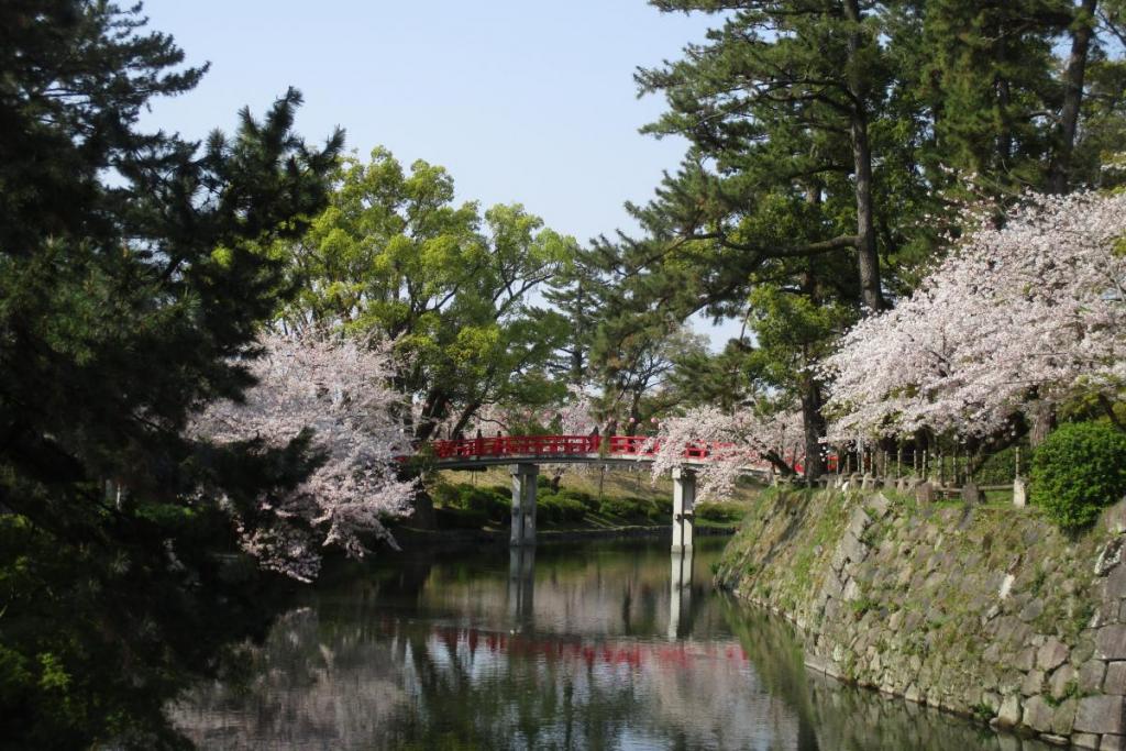 龍城堀の桜