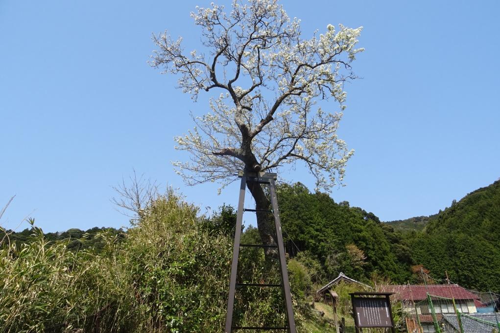 世界でここにしかない野生種の梨