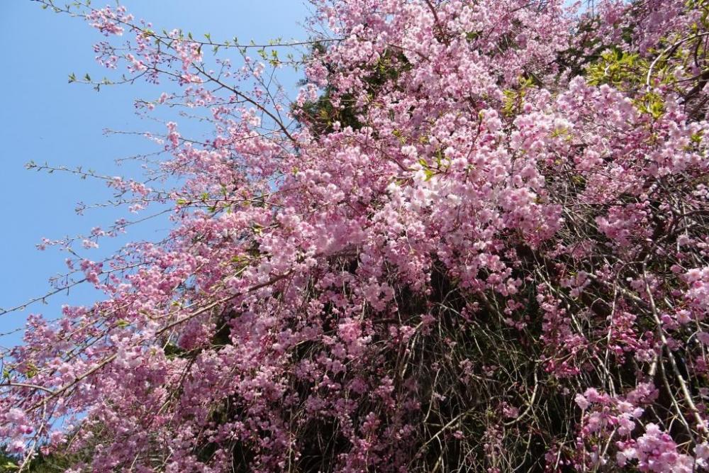 延命水近くの桜