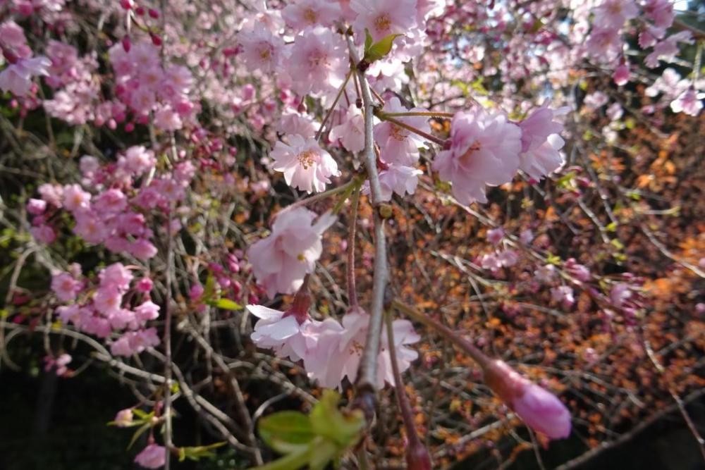 きれいな桜色ですね