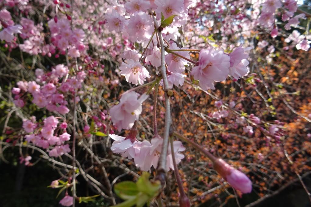 きれいな桜色ですね