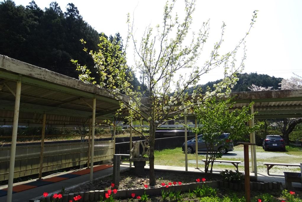 ホタル学校にあるトヨトミ梨にも花が咲きました