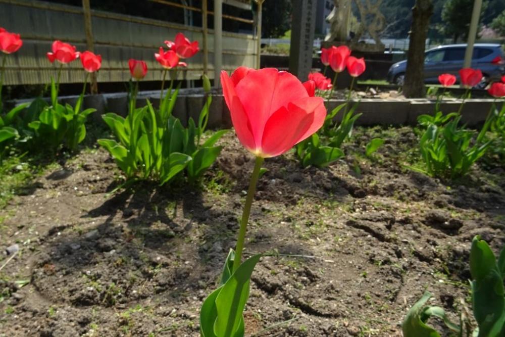 学校内花壇にあるチューリップもきれいです