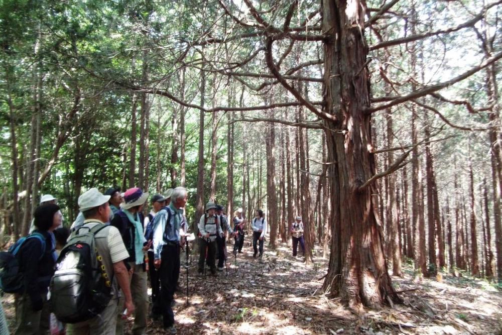 枝の張った仙人檜。この1本だけ大きいです