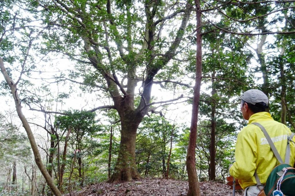 森ヶ嶺山頂のタブノキ。目印として残されたか？