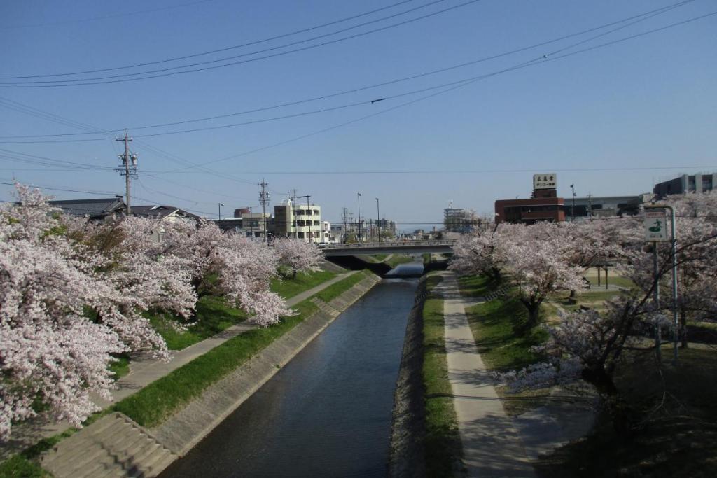 伊賀川の桜