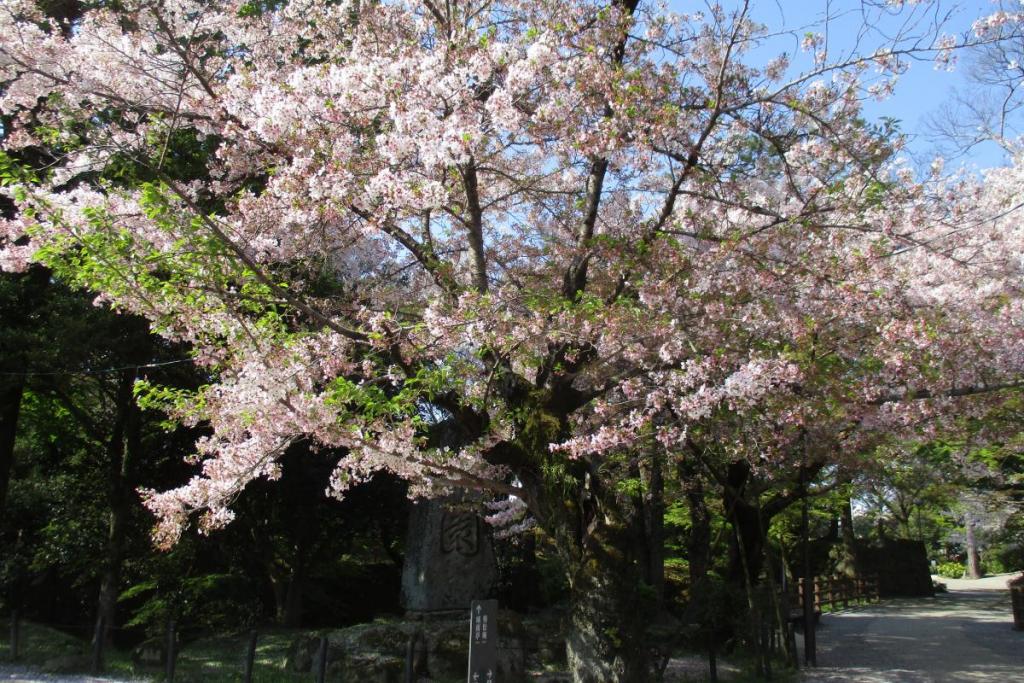 元康像近くの桜