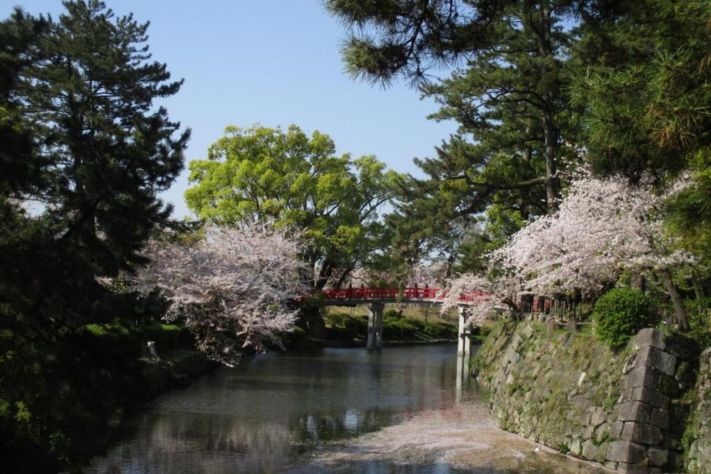 龍城堀の桜