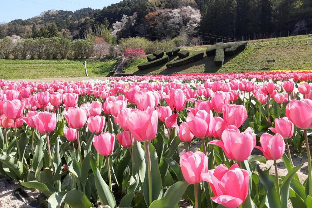 岡崎自慢のチューリップ畑を写真だけでもお楽しみください 新着情報 奥殿陣屋 岡崎おでかけナビ 岡崎市観光協会公式サイト