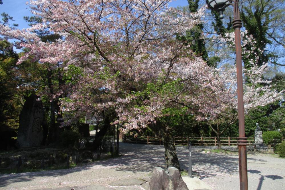 元康像近くの桜