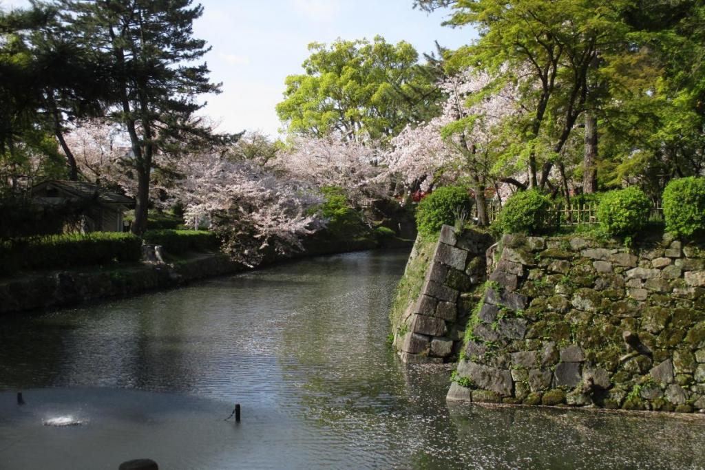 龍城堀の桜