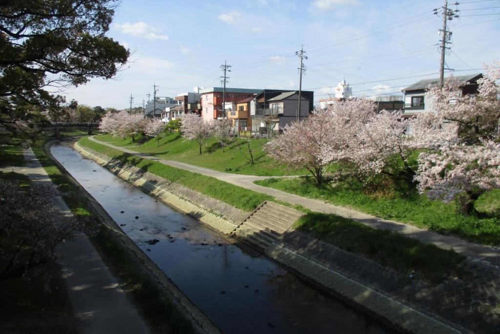 伊賀川の桜