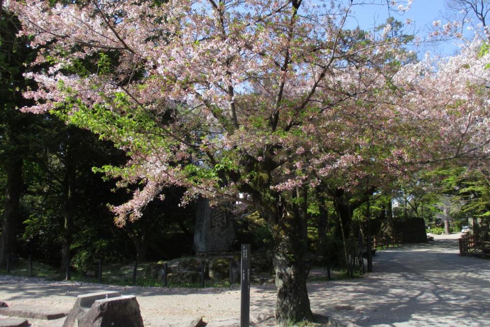 元康像近くの桜