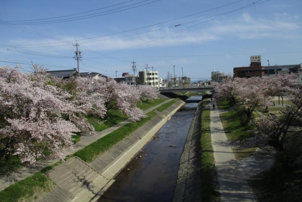 伊賀川の桜