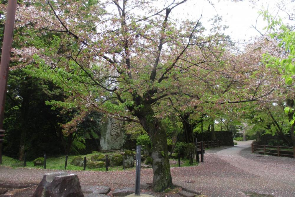 元康像近くの桜