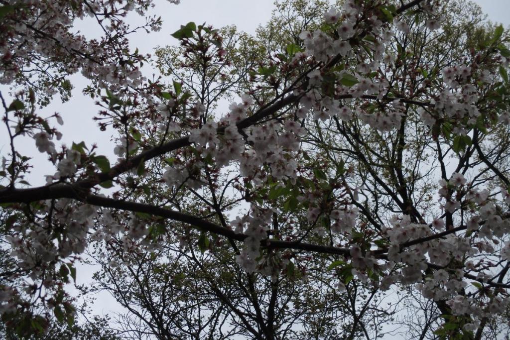 雨で花が落ちてしまいました