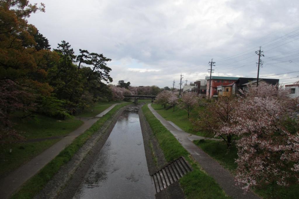 伊賀川の桜