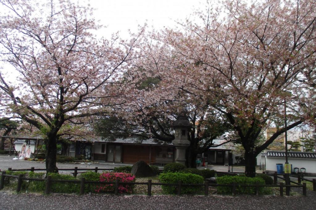 「おかざき屋」前の桜