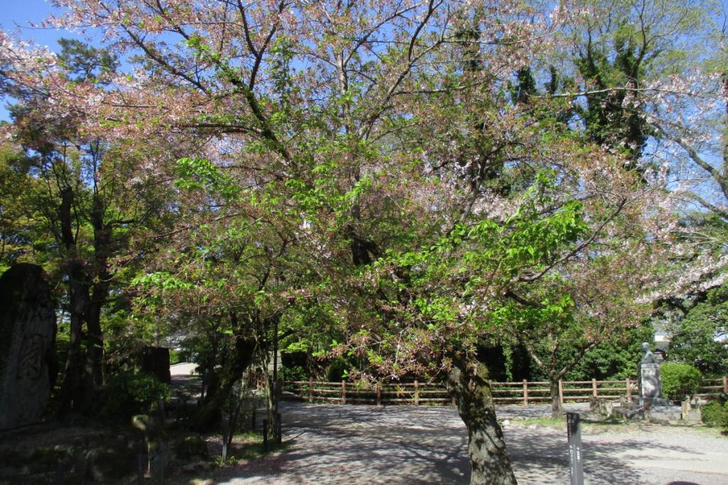 元康像近くの桜