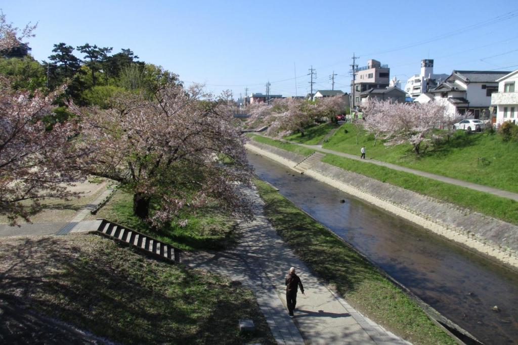 伊賀川の桜