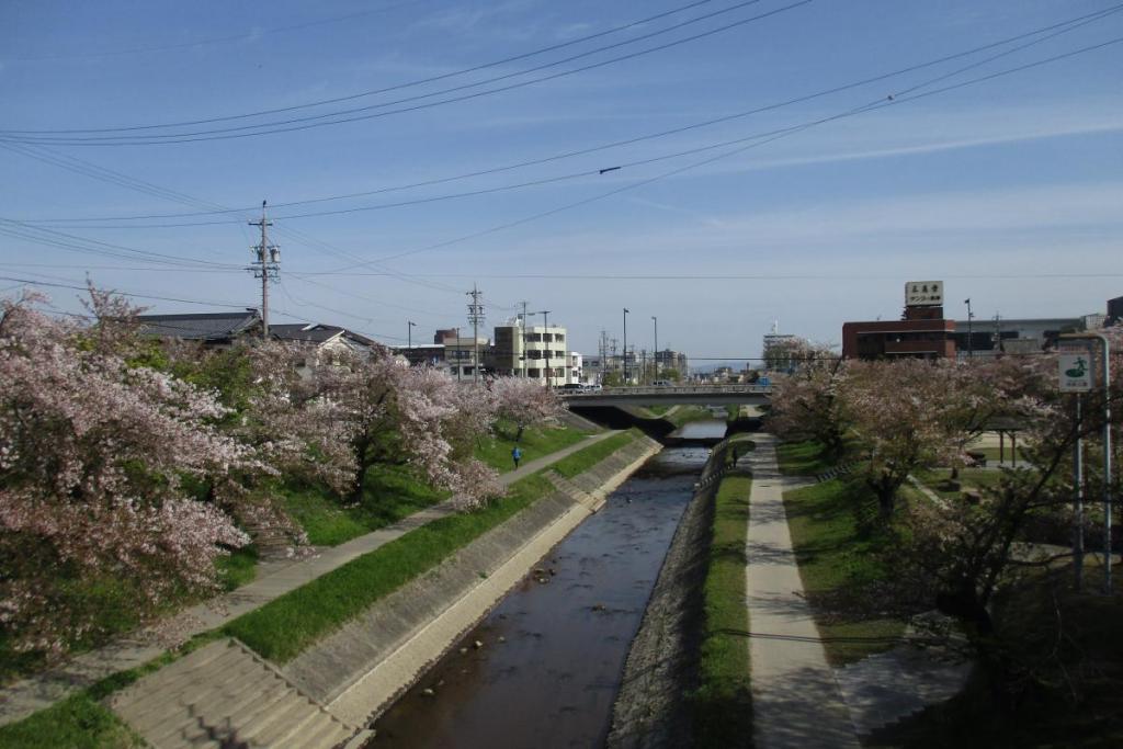 伊賀川の桜