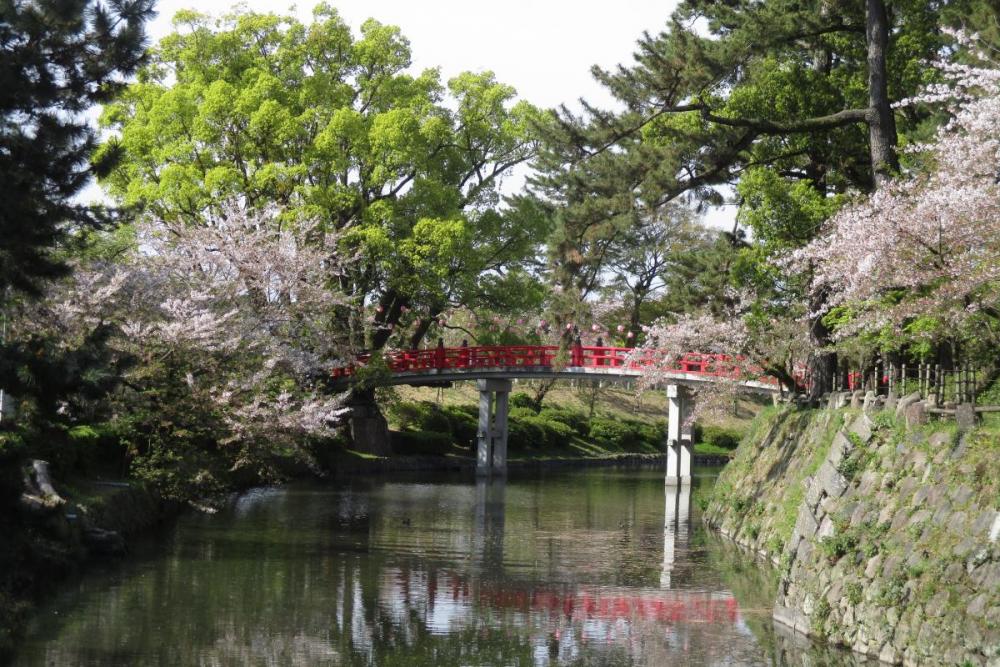 龍城堀の桜