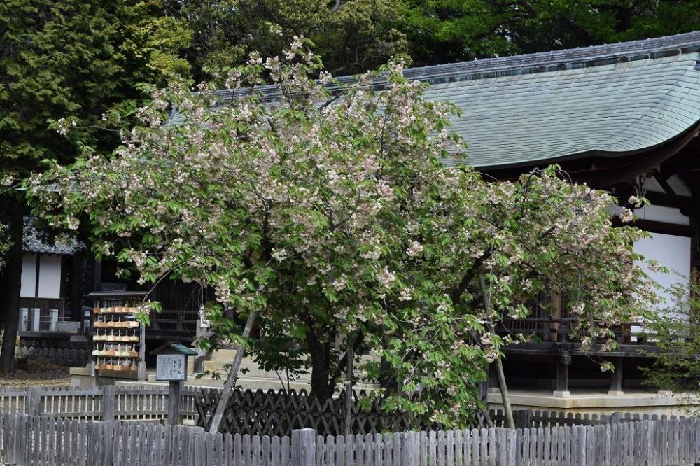 年上地八幡宮ウコンザクラの開花情報はこちら 新着情報 岡崎おでかけナビ 岡崎市観光協会公式サイト