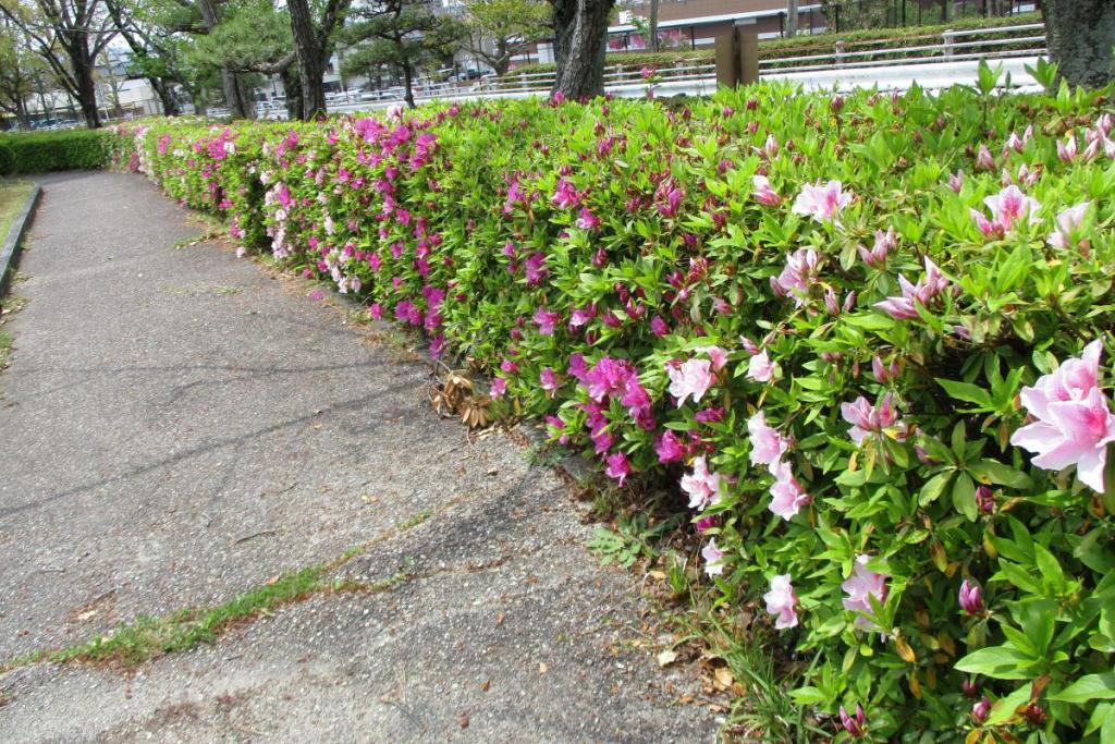 ツツジ　全体