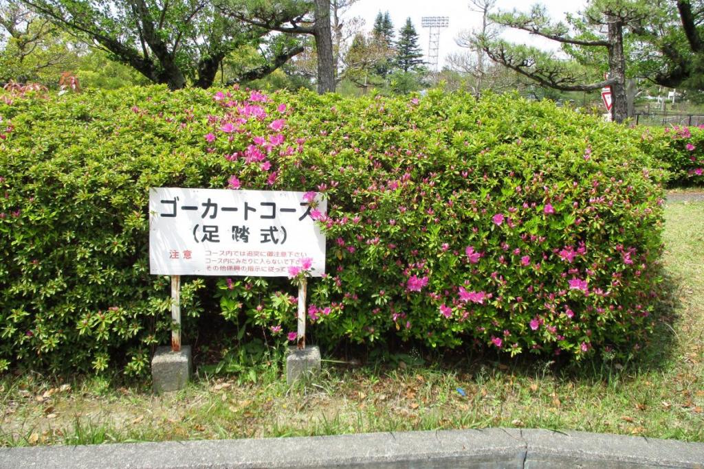 ツツジ　全体３