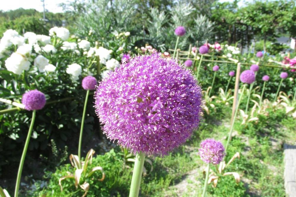 紫が綺麗で、皆に愛されるお花です。