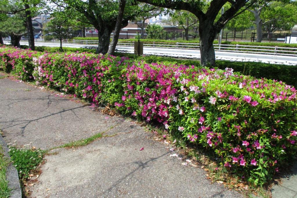 ツツジ　全体