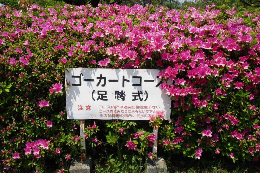 ツツジ　全体３