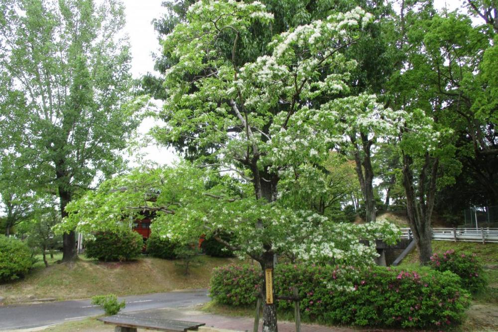 年のナンジャモンジャの木の開花状況はこちらです 新着情報 南公園 岡崎おでかけナビ 岡崎市観光協会公式サイト