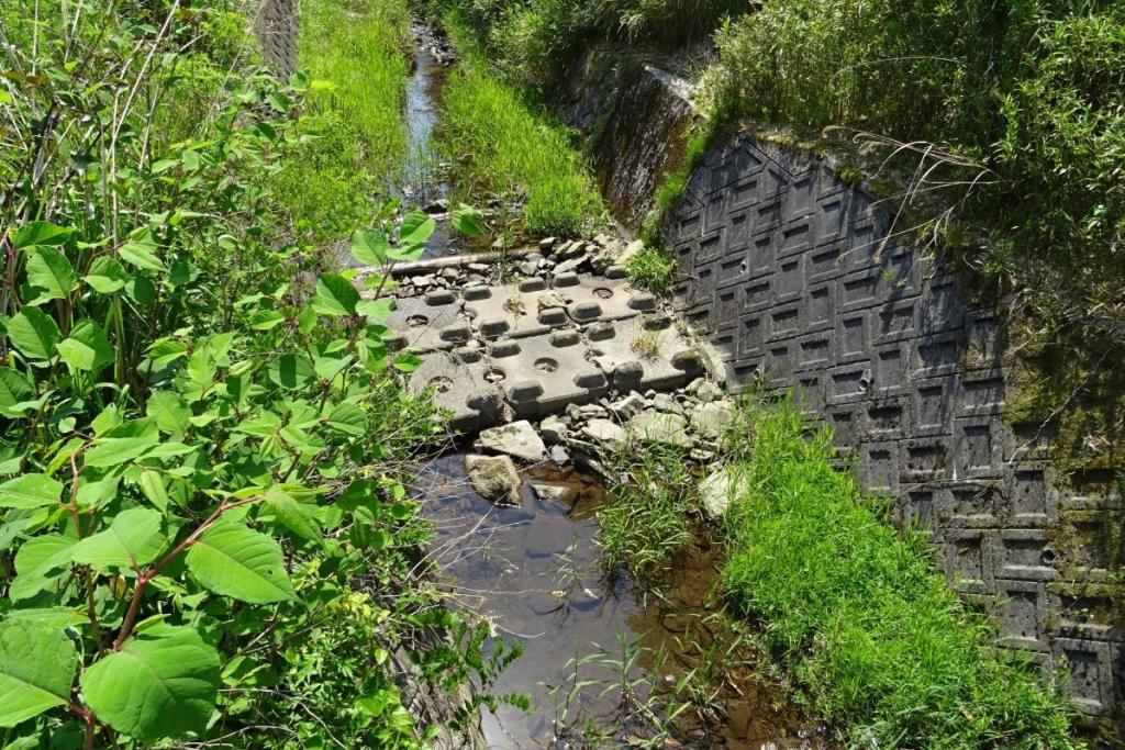 ホタルに配慮して川底はブロック張り