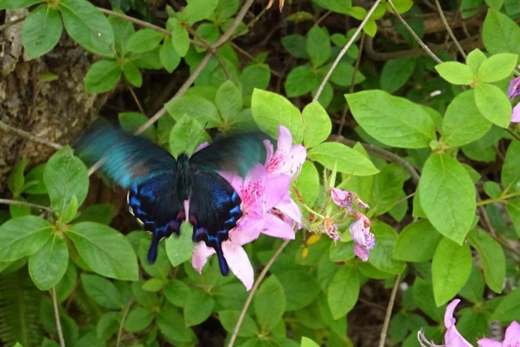 陽気に誘われた美しいカラスアゲハ