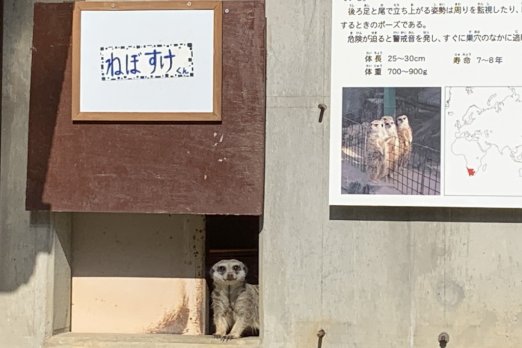 東公園動物園「ミーアキャット」